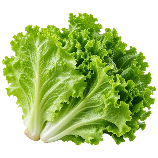 Lechuga